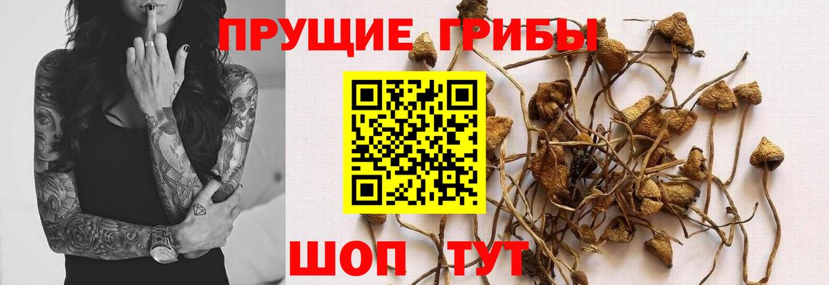 Новотроицк  Галлюциногенные грибы Magic Shrooms  Вход с VPN 